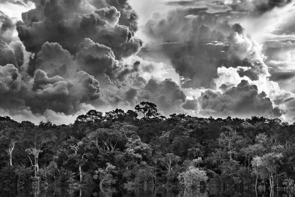 amazonia / salgado