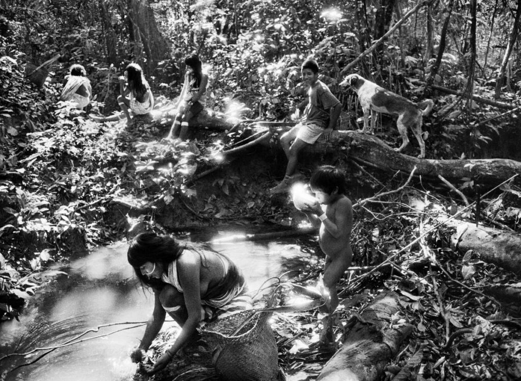 amazonia / salgado