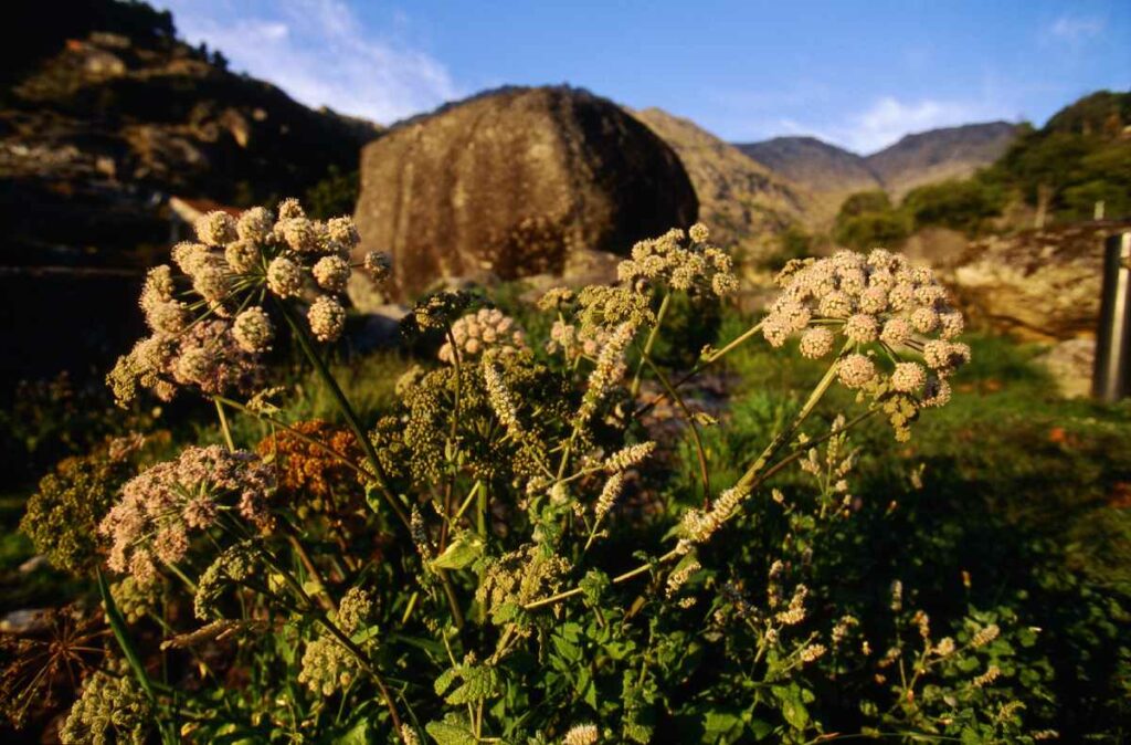 Serra da Estrela