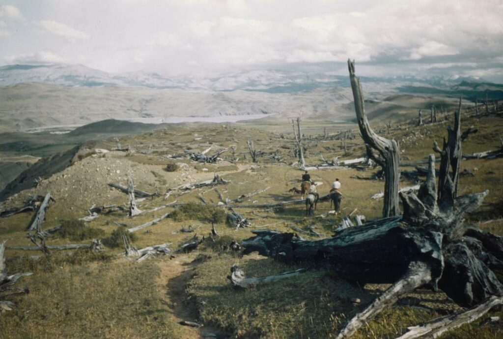 Bois Pétrifiés, Patagonie, 1943, Gisèle Freund